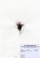 藏品(匍枝凝花菜)的圖片